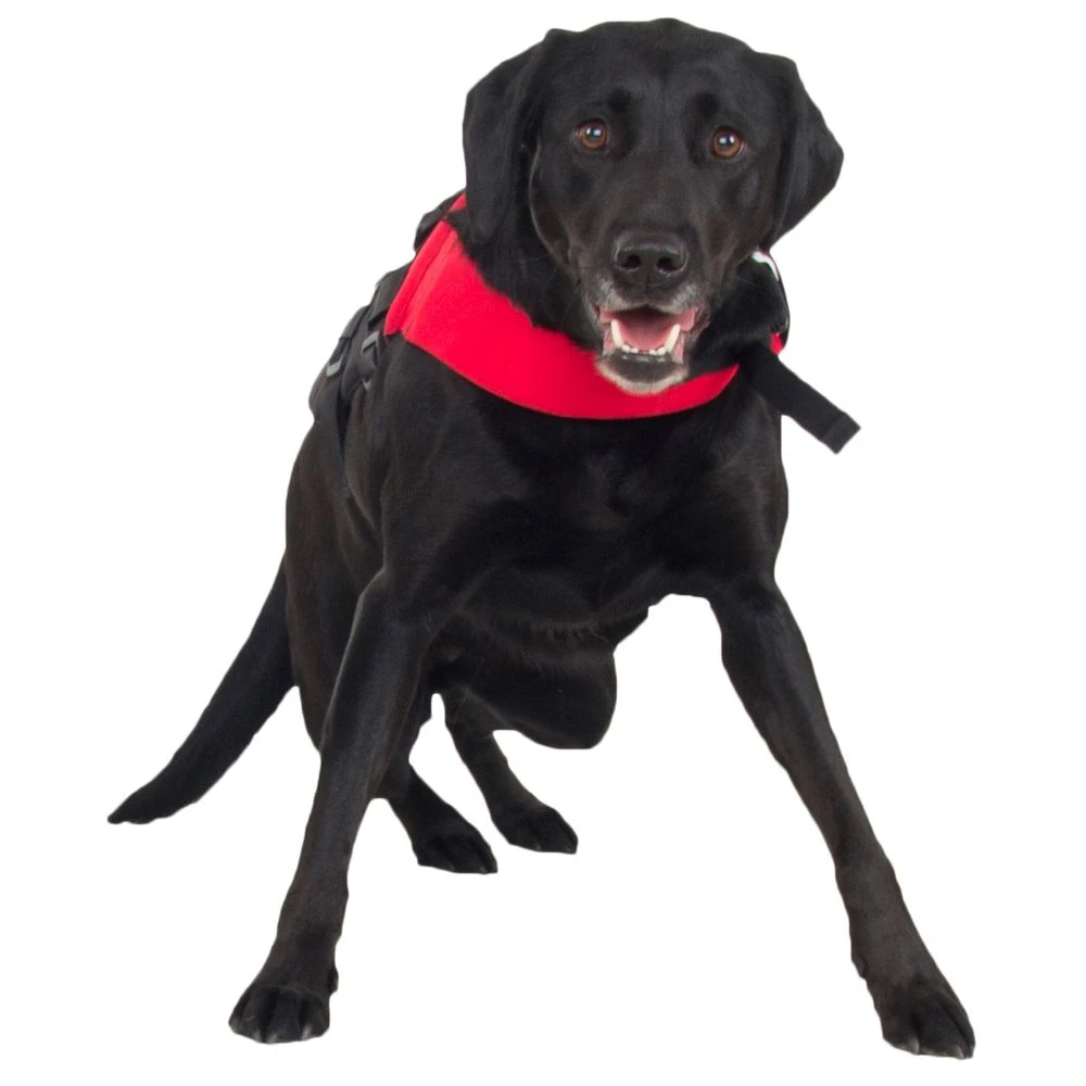 NRS CFD Dog Life Jacket - Closeout 7 NRS CFD Dog Life Jacket - Closeout - Image 5